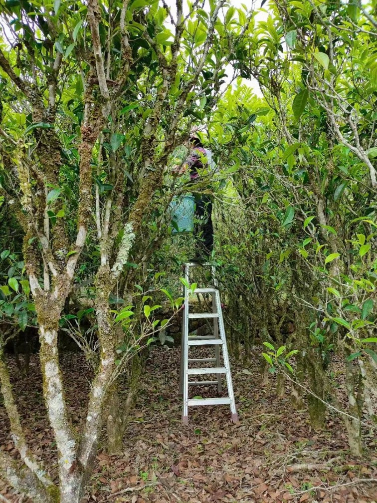 [오동산 단주] 단총 지역, 고수 향미에 따라 즐기세요